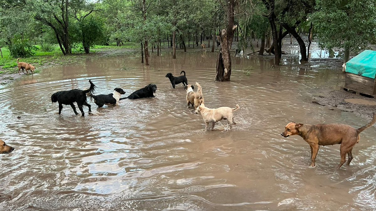 GiunerC's tweet photo. Todos nosotros ya saben apoyemos a NARNIA símbolo de lo bueno en está tierra 🙏 dé Dios gracias por todo su apoyo incondicional para todos los caniches gracias señor Jesucristo 🙏🙏🙏 https://t.co/0rmlaAaMBg