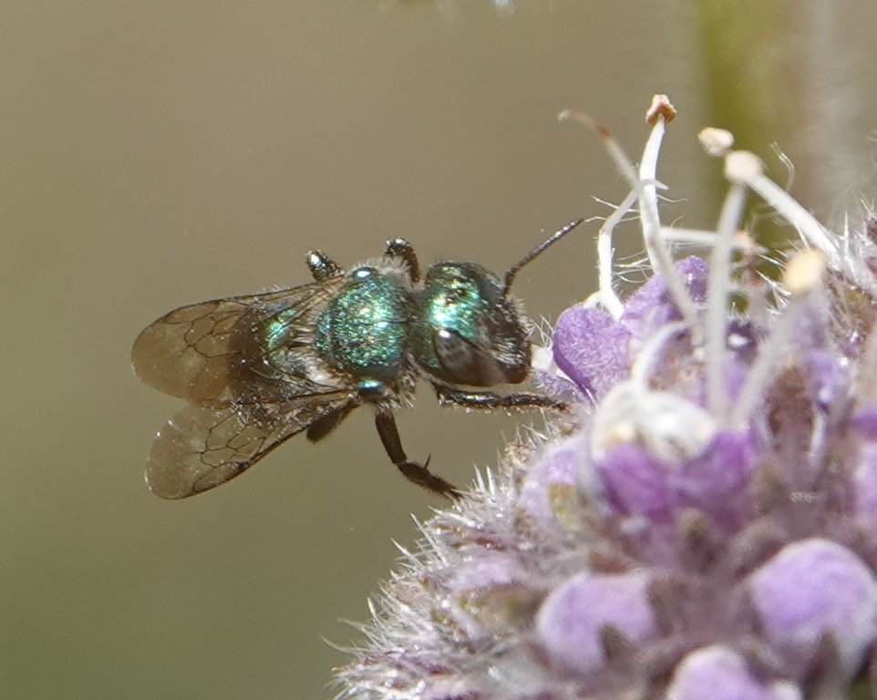 wild_matters's tweet photo. #beewatching never seems to get old 

#TwitterNatureCommunity #nature #naturelovers #wildlife #pollinators #outdoors #biodiversity #outside #entomology #california #wildlifegarden  #BeesSeenIn2022 #SaturdayMorning #flowers https://t.co/9WOr8338VC
