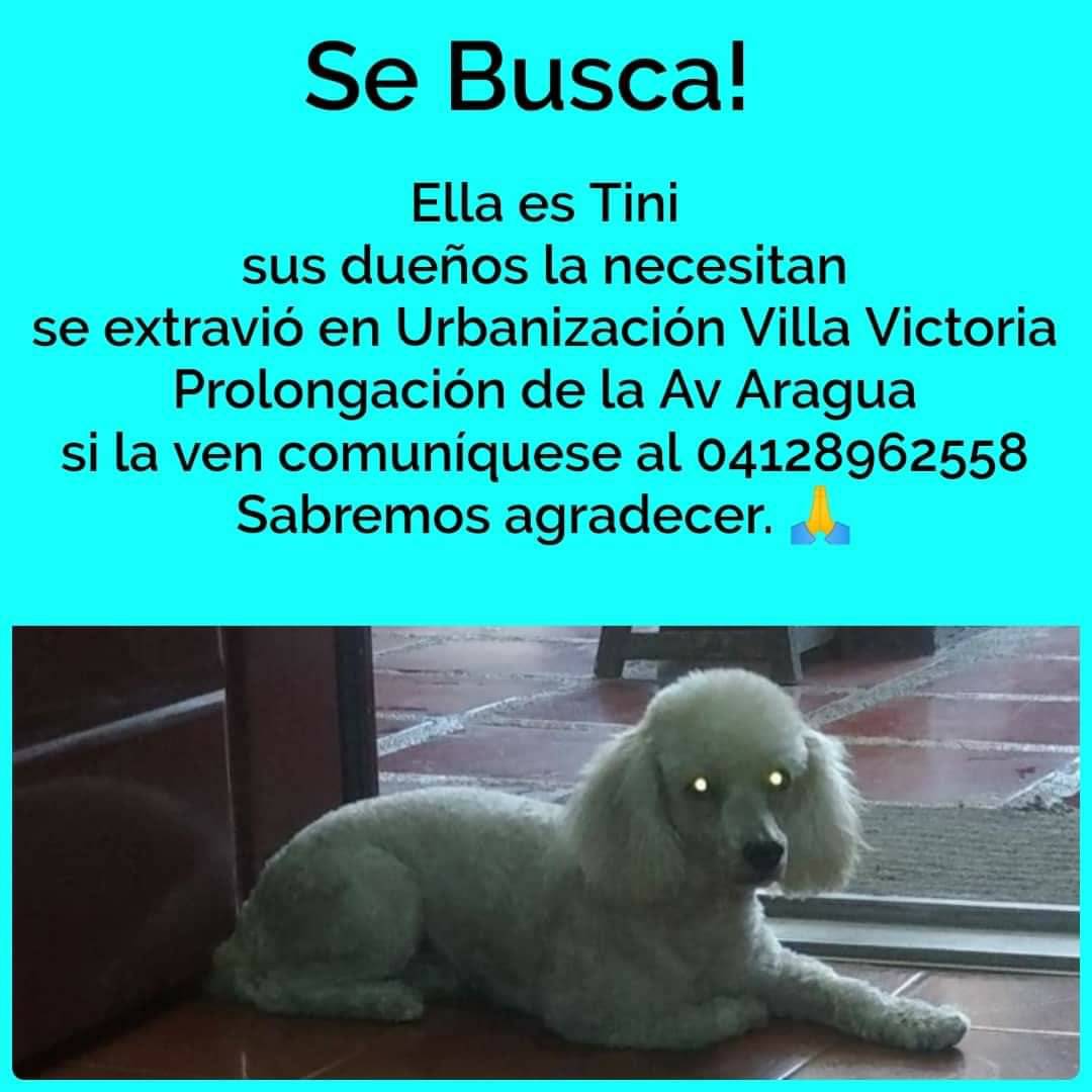 PerroUsuario's tweet photo. #SeBusca a Tini, Villa Victoria, Av. Aragua https://t.co/XqydQeXR1I