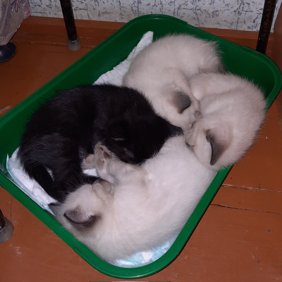 eto__son's tweet photo. Лошачий коток https://t.co/JdkzhjP1Nf