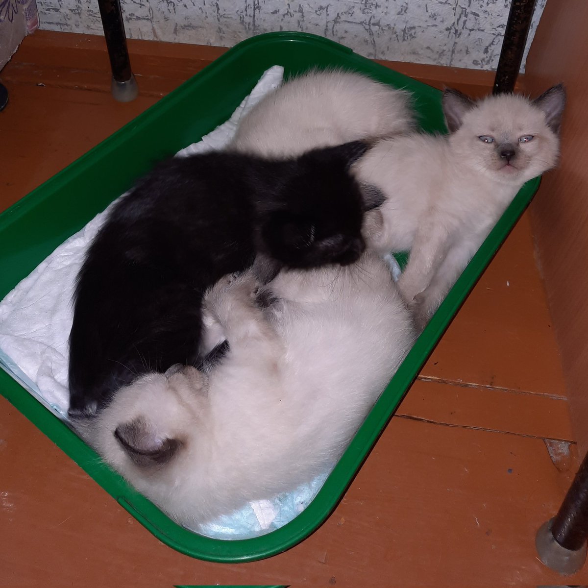 eto__son's tweet photo. Лошачий коток https://t.co/JdkzhjP1Nf