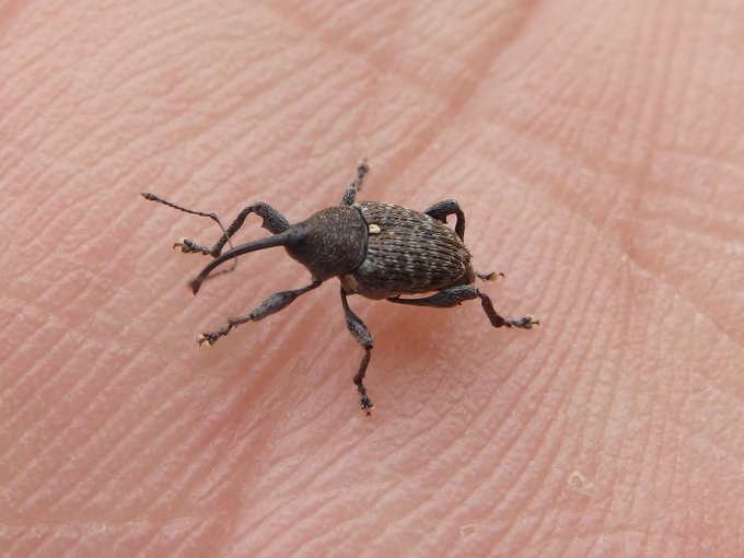 どんぐりの中にいる虫はいつ出てくる 拾ってきたら煮沸や冷凍で対策を どんな虫かや見分け方なども紹介