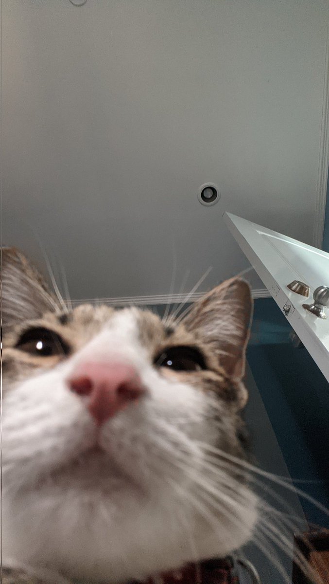 xrob_Lesx's tweet photo. No one's asked. But I just wanna share my cat picture. https://t.co/7Q3cjHvrqW