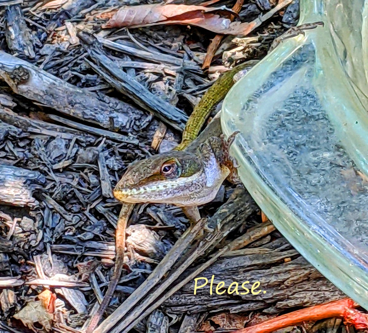 LLeighLove's tweet photo. Sweet lizard yesterday reminding me that it was 97 degrees out. 

#lizards, #reptiles, #naturelove, #nature, #earthstewards, #humanfrogalliance https://t.co/mEQFoMgEGm