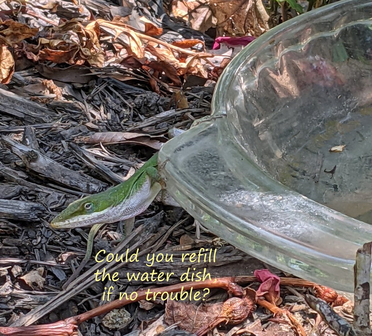 LLeighLove's tweet photo. Sweet lizard yesterday reminding me that it was 97 degrees out. 

#lizards, #reptiles, #naturelove, #nature, #earthstewards, #humanfrogalliance https://t.co/mEQFoMgEGm