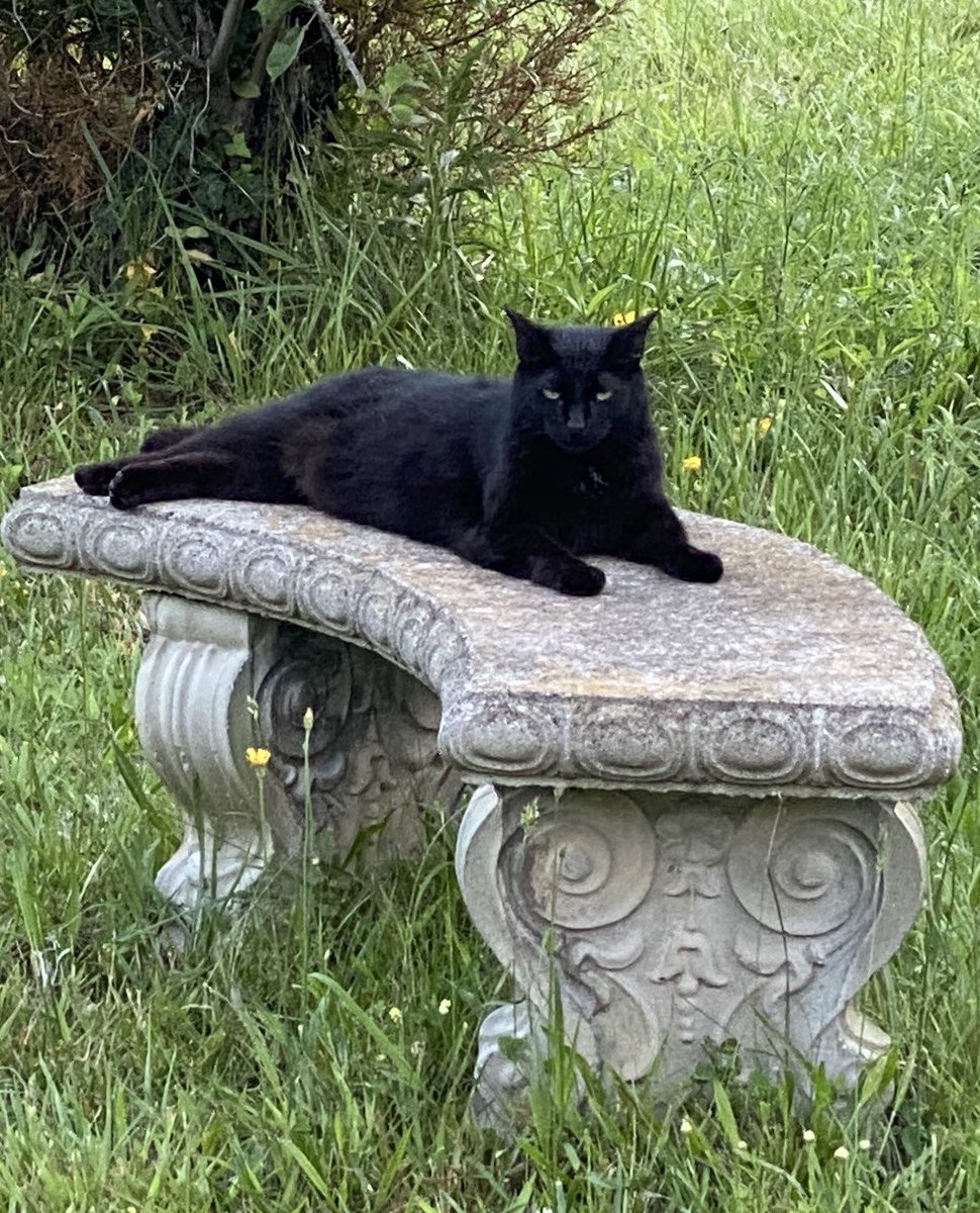 StarCreations's tweet photo. Happy Caturday from Stella https://t.co/e5AkHvUacA