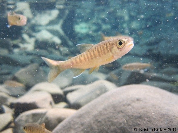 forestservice's tweet image. Just keep swimming, swimming, swimming… 

Juvenile coho salmon spend the first year of their lives in rivers and streams along the Oregon coast before migrating to the ocean. #migratoryfish #fish  @usfs_pnwrs  fs.usda.gov/features/coho-…