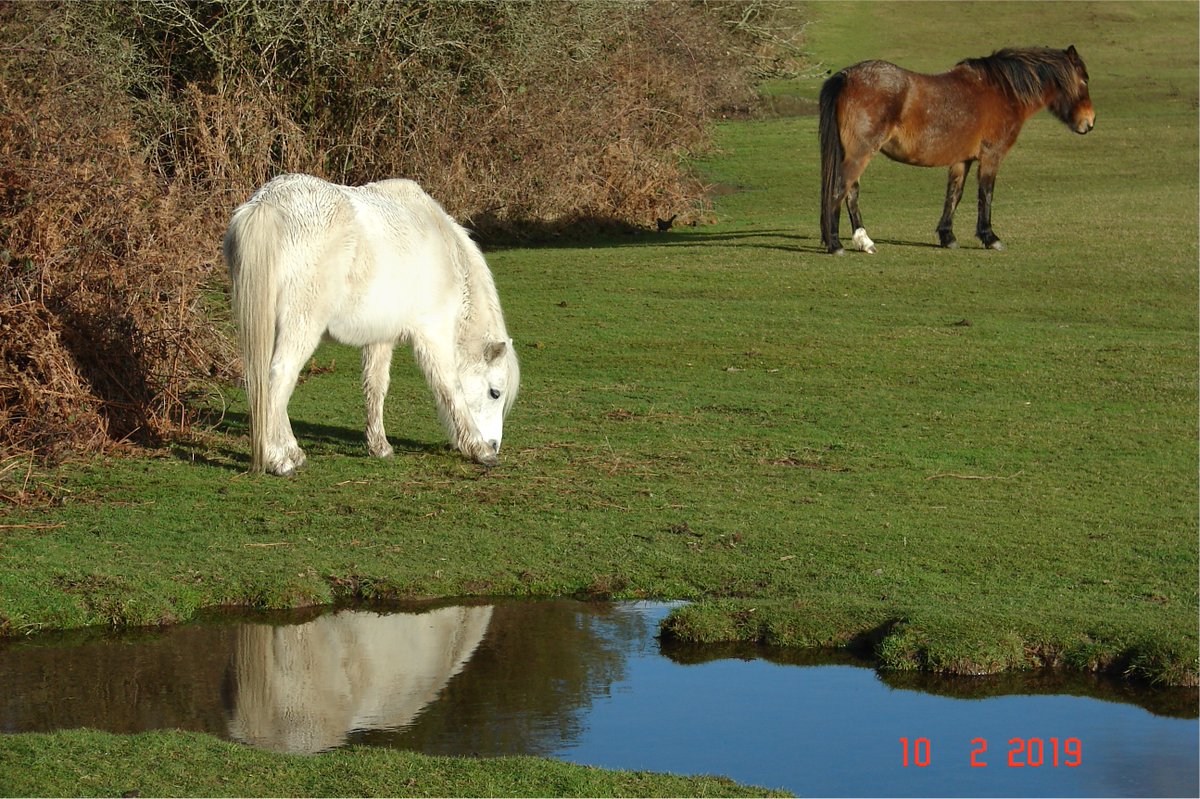 Little Cottage tweet media