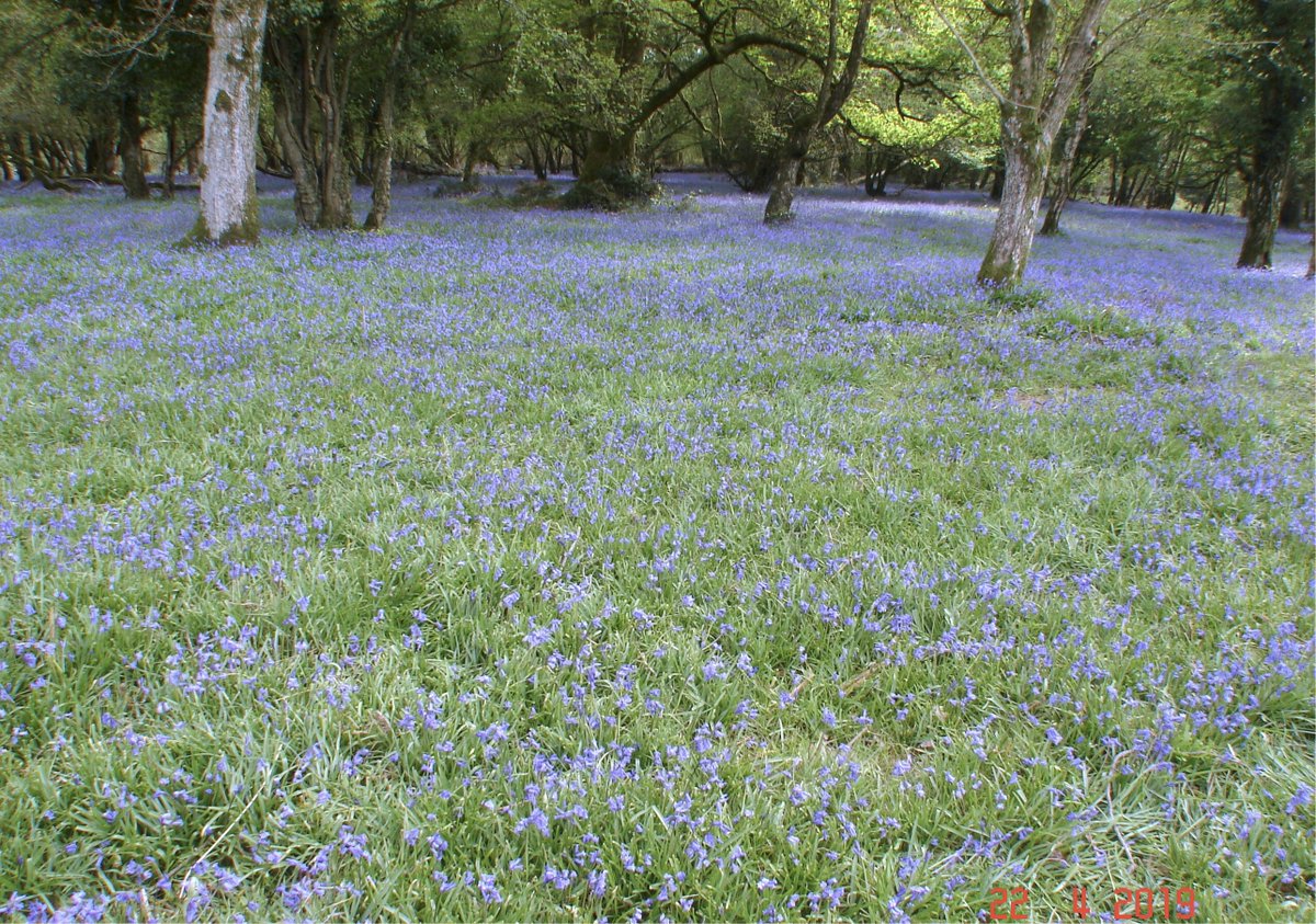 Little Cottage tweet media