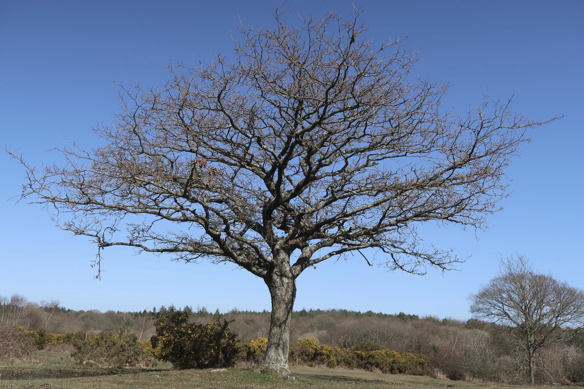 Only 2022 availability <a href="/LittleCottageNF/">Little Cottage</a> week starting 21 Oct or from 25 Nov to 23 Dec. 5 star, 1 bed, thatch, in the New Forest National Park. Good availability early 2023 - see also littlecottagenf.co.uk/low-season or newforestcottages.co.uk/holiday-cottag…