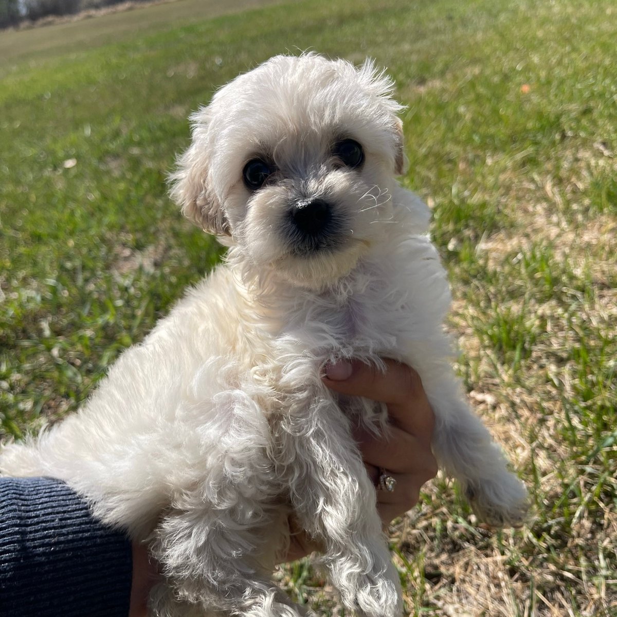 They might look like an unlikely pair, but don't tell Frannie she's not little Wilma's mom. She's doing everything she can to help the puppy have a better start to her life after being abandoned at the <a href="/SaskatoonSPCA/">Saskatoon SPCA</a>.  
saskatoonspca.com