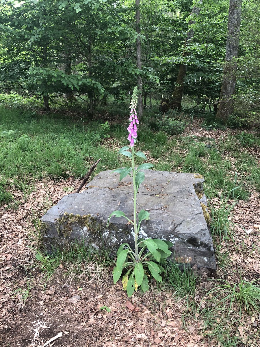 I think i found the beginning to a quest