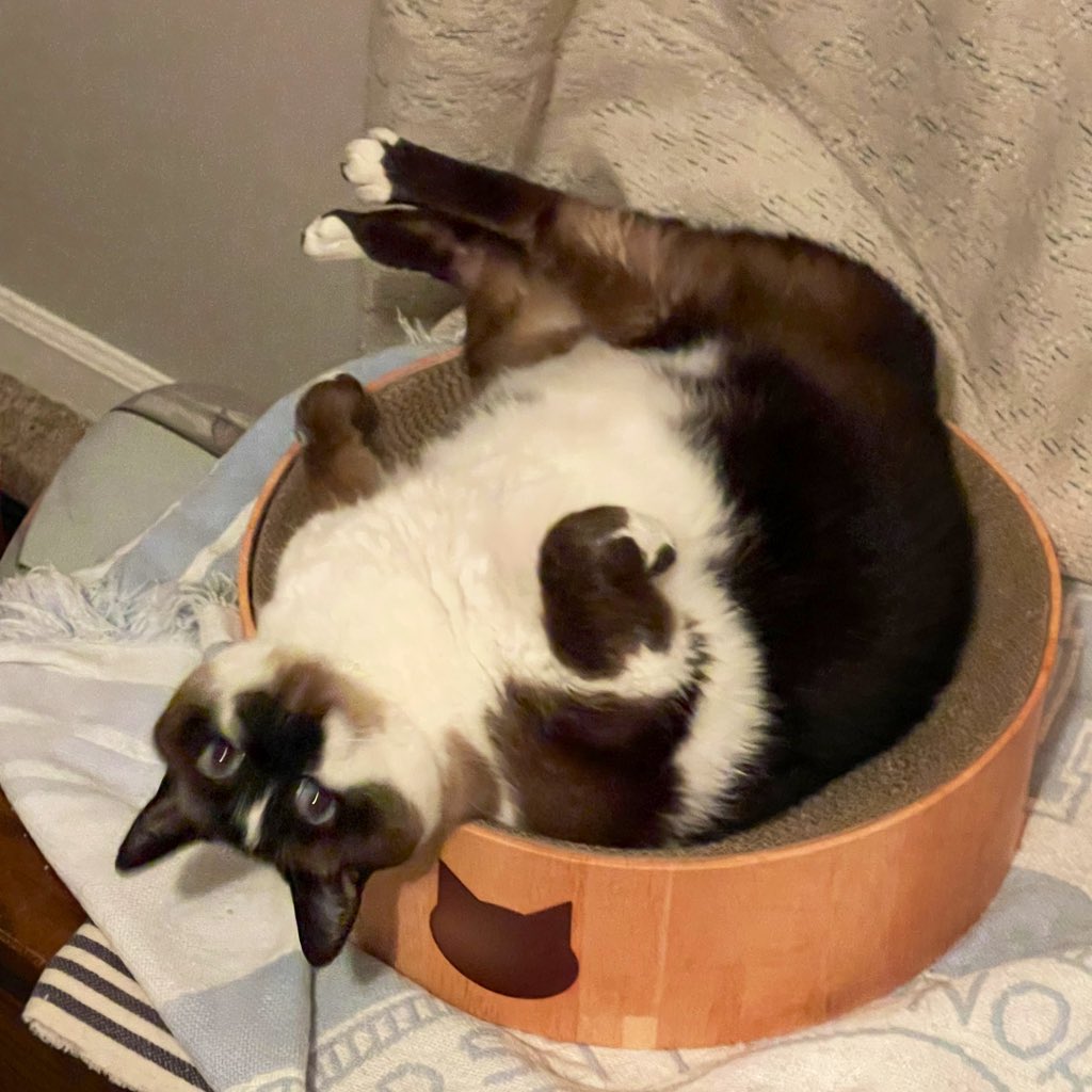 BigMinnieMoo's tweet photo. #Caturday Relaxation
#CatsOfTwitter https://t.co/37kwbC2qgu