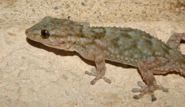 RicardoNature's tweet photo. Bioclimatic and local drivers modulating the expansion of an introduced temperate reptile in a subtropical island https://t.co/VcoeEhr2gR https://t.co/ED1HzZMzXh