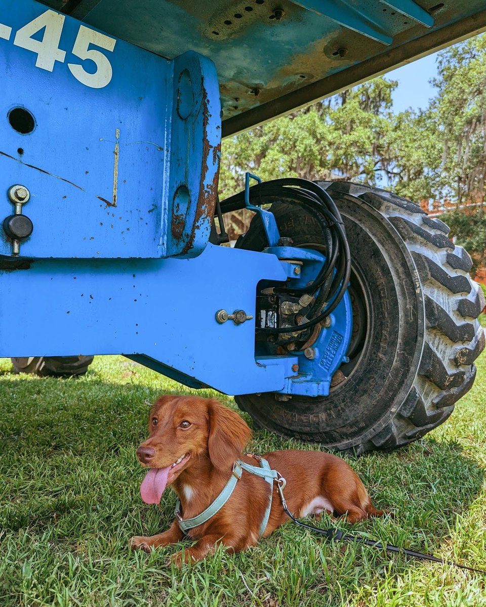 TheHushPup's tweet photo. the dog days of summer are here https://t.co/7j6wAv6hY2