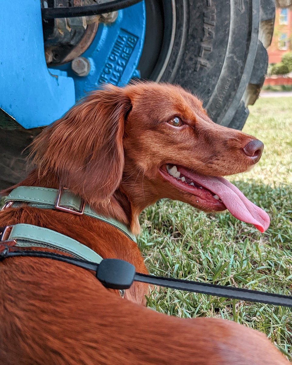 the dog days of summer are here