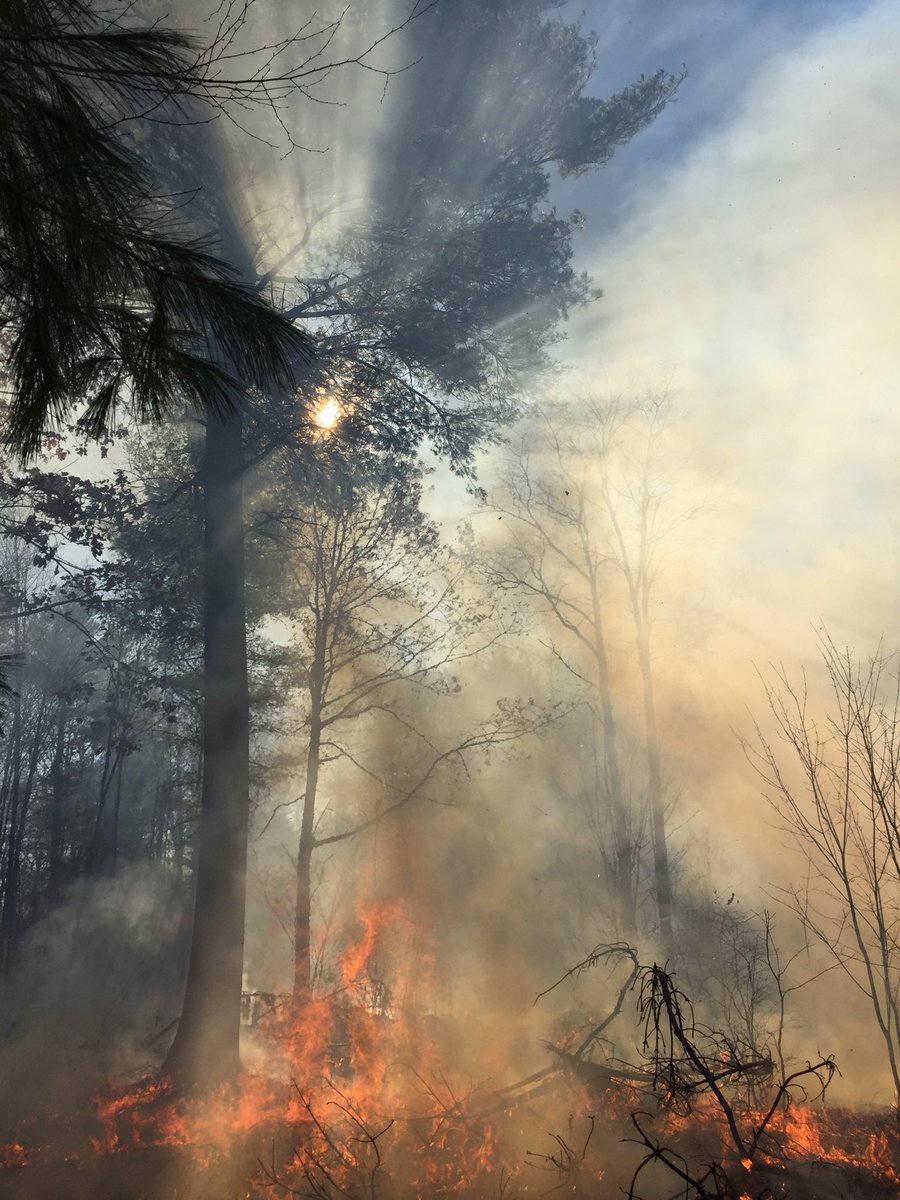Rather than comment on the Forest Service’s halt to prescribed fire from a policy perspective, I will be posting pictures of the many successful, life renewing, and restorative burns I have participated in. Fire is how we heal our land and communities. Reply with yours too!