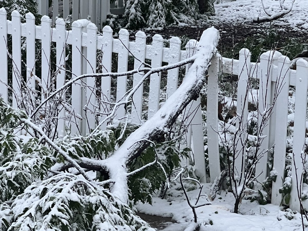 adsinger's tweet photo. Tree limbs down in Englewood! #cowx https://t.co/iheiDYm7Um