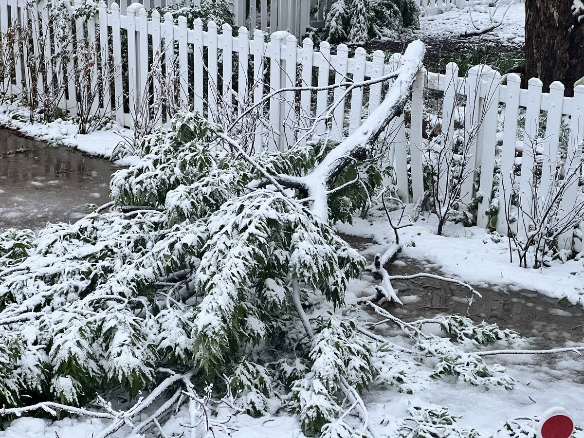 adsinger's tweet photo. Tree limbs down in Englewood! #cowx https://t.co/iheiDYm7Um