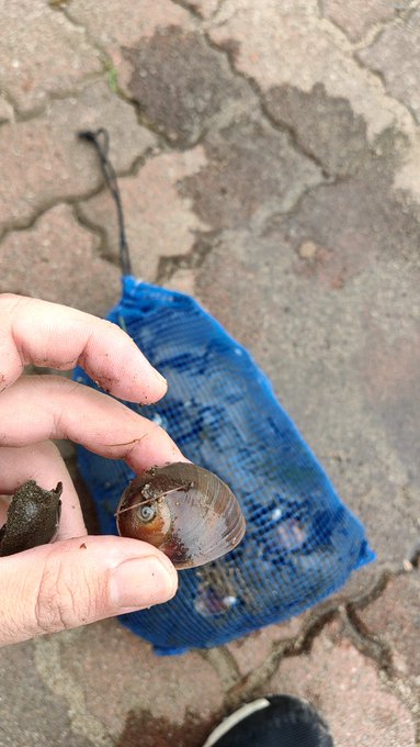 カタツムリみたいな貝ツメタガイの食べ方 コリコリ食感が旨い