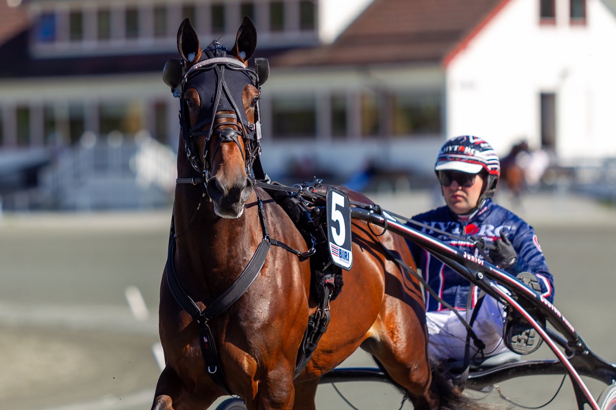 Norske Cicero T.G. er den tredje hesten som er klar for Oslo Grand Prix 2022.

Les saken her:
https://t.co/mRzH24HgKS https://t.co/aAEBYBBRep