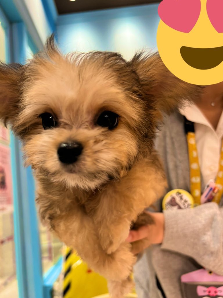 ペットショップで値下げ交渉ok 犬のワクチン代や保険分は値引きできる 今週のペルル店長