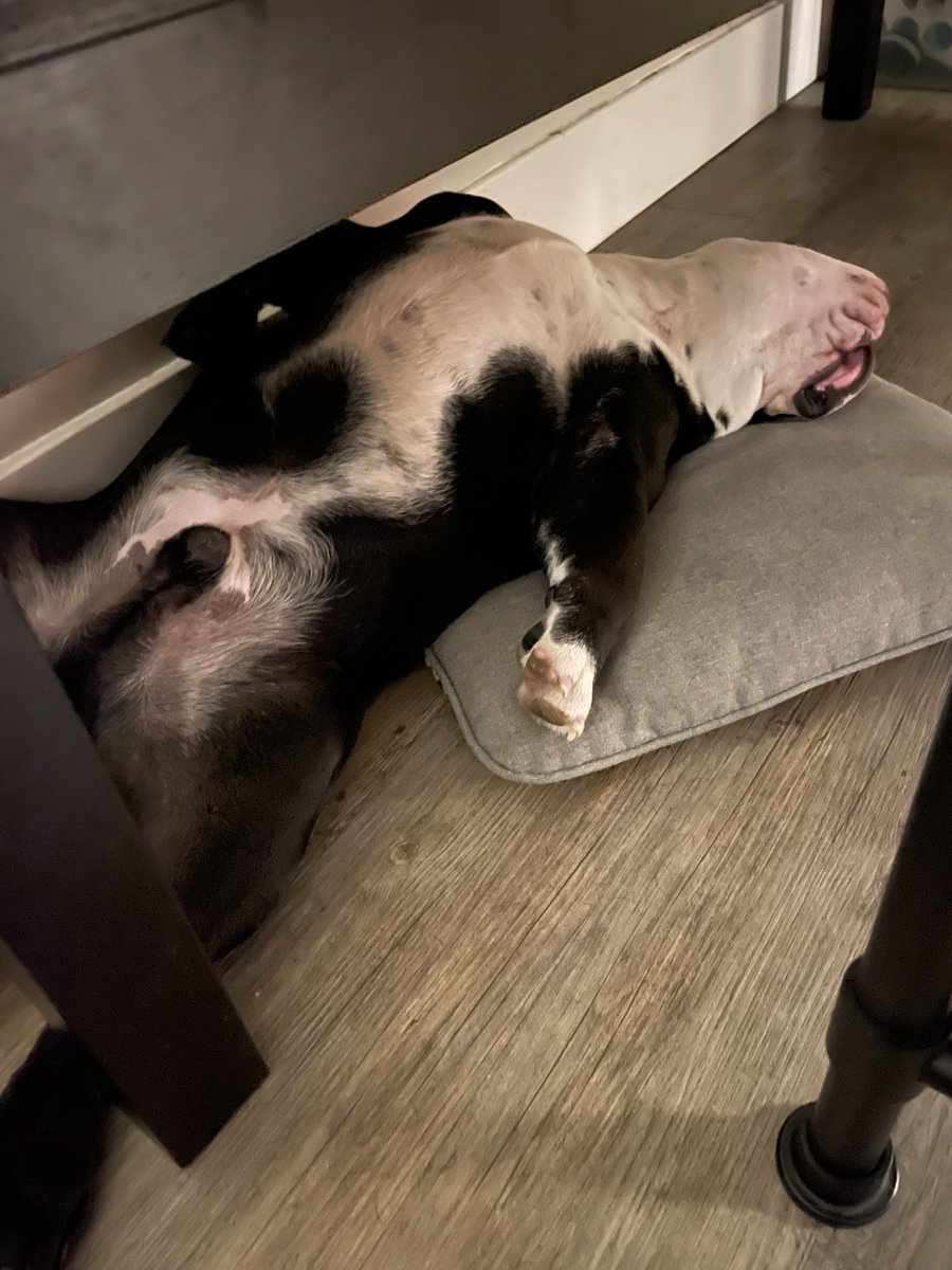 unlockingUs's tweet photo. GM! When the market is closed and you get an opportunity to sleep in… he’s usually up with me early in the morning, this week was too fun of a time for #GME! #beepbeep #bulldoglover #sleepin #lazybulldog https://t.co/U41MVZk1Au