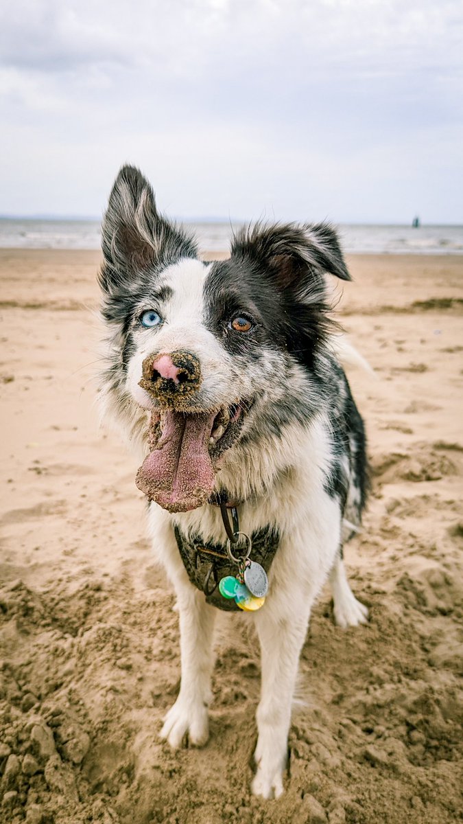 Beach days = so much fun! 😎 #dogsoftwitter #Dog #dogsofinstagram #fun