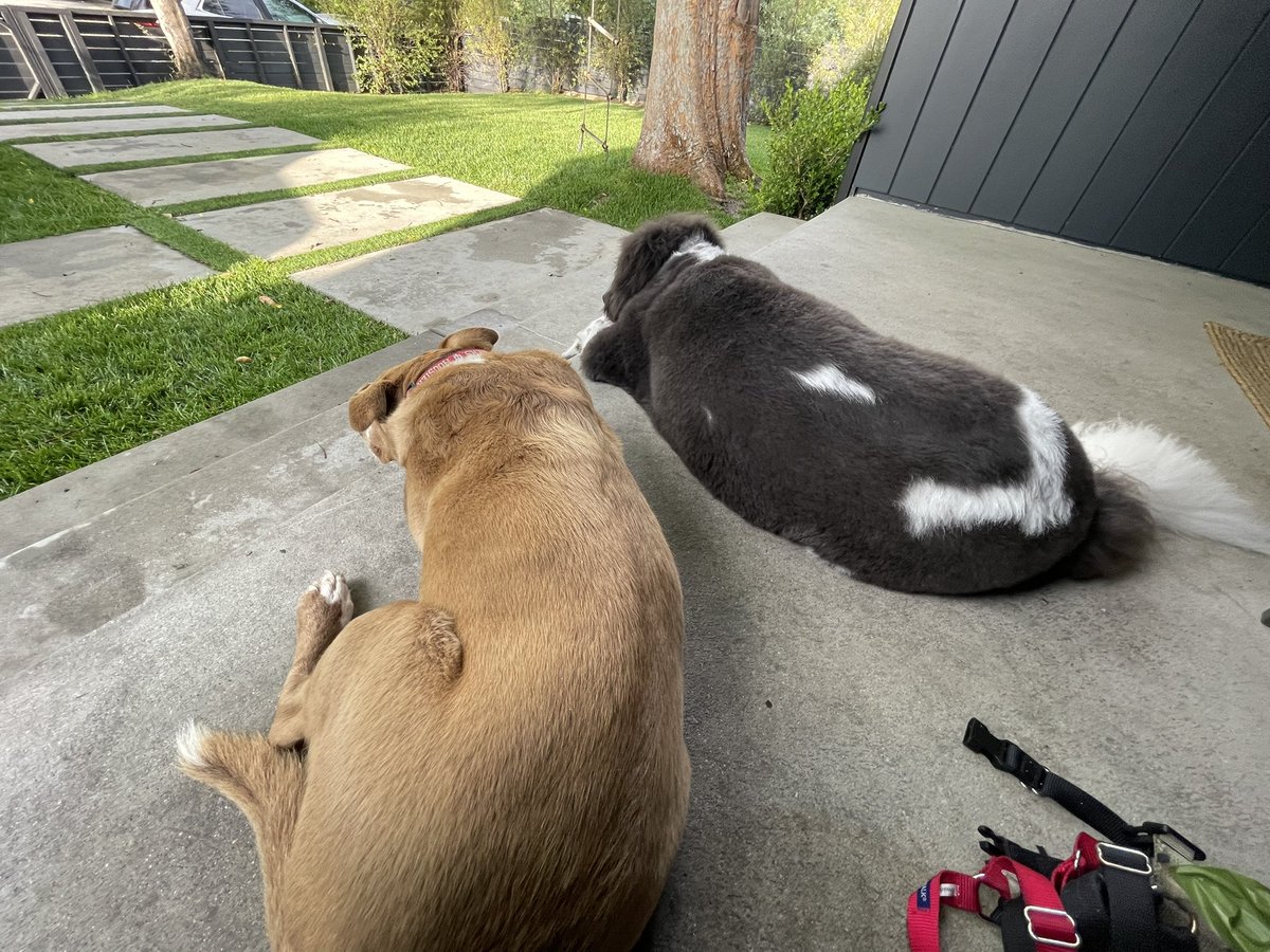 HoosierHystrcs's tweet photo. Yesterday was a huge day for #iubb and now just smoking a cigar on the front porch still celebrating the news with #DogCheaney and #DogBailey. And just like Calbert and Damon did, these two fit together perfectly. https://t.co/UkfxJzTZq7