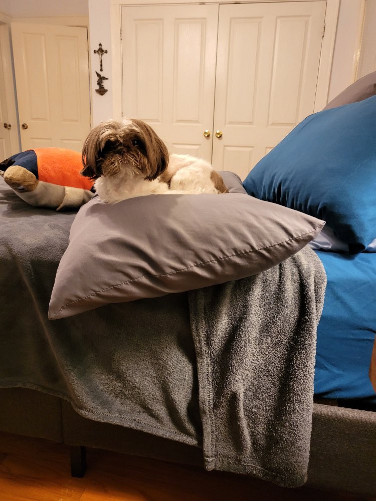 ugotdebbie's tweet photo. Itโs #SaturdaySleepIn, why should I get up?
#Chewy
#ItsADogsLife https://t.co/wKiNNxE4GE