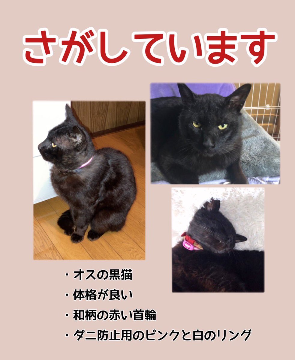 TETORA3737's tweet photo. 【迷い猫探しています】RTお願いします
猫が脱走しました。
5月15日7時半頃
群馬県桐生市平井町
和柄の首輪と、ダニ防止のピンクと白のネクタイ
体重は5キロ
近づいたら逃げると思うので、見かけたら写真をお願いします😭
保護された方がいましたらdmお願いします🙏
 #拡散希望  #迷い猫 #桐生  #猫 https://t.co/hLzQSvrlFB