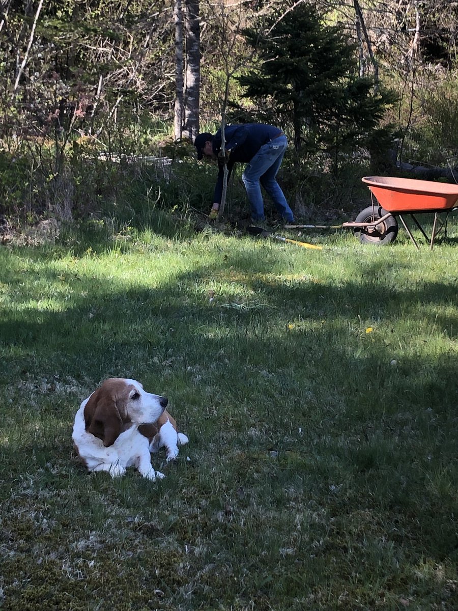 WilburBasset's tweet image. Yesterday I did snoopervise the transplanting of an oak tree from the edge of the woods to our front yard. Mama says we don’t has enough trees at the front of our property.