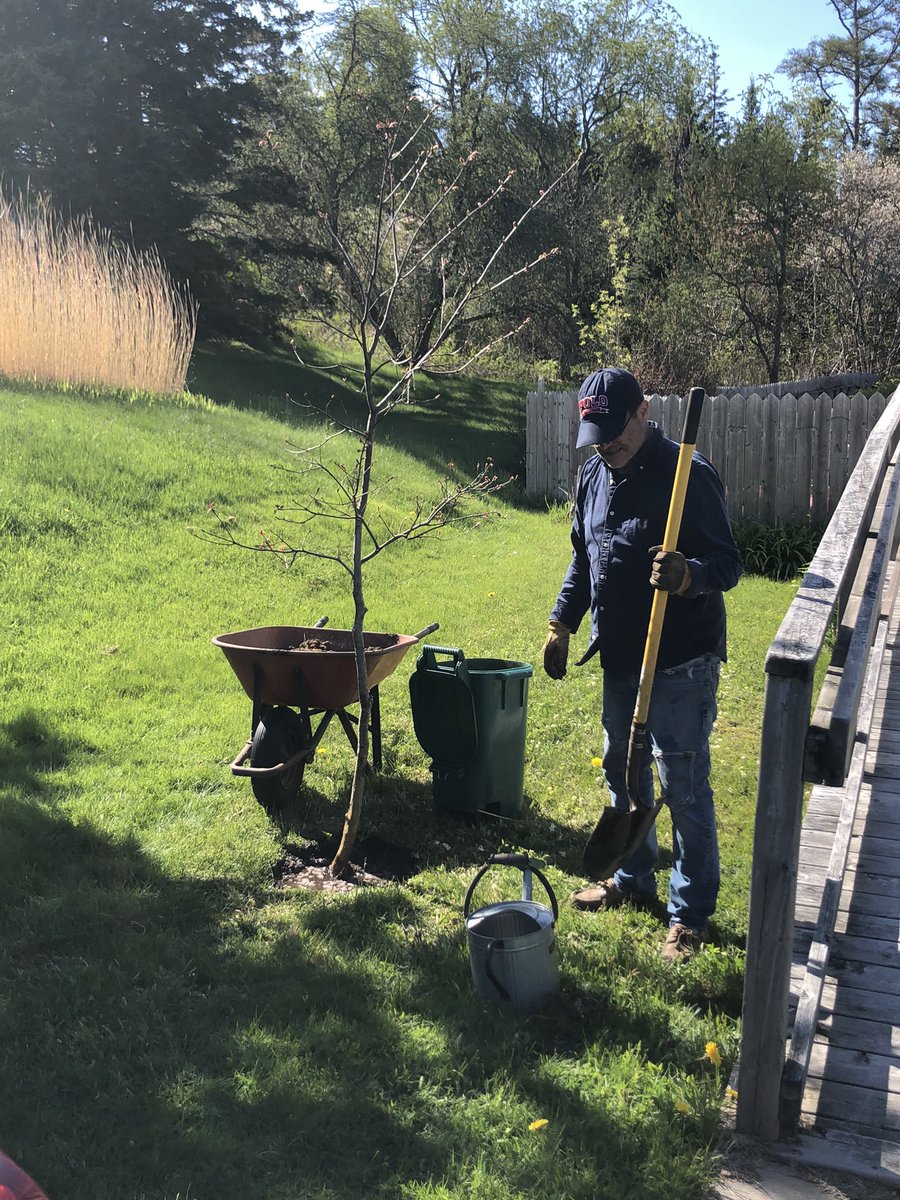 WilburBasset's tweet image. Yesterday I did snoopervise the transplanting of an oak tree from the edge of the woods to our front yard. Mama says we don’t has enough trees at the front of our property.