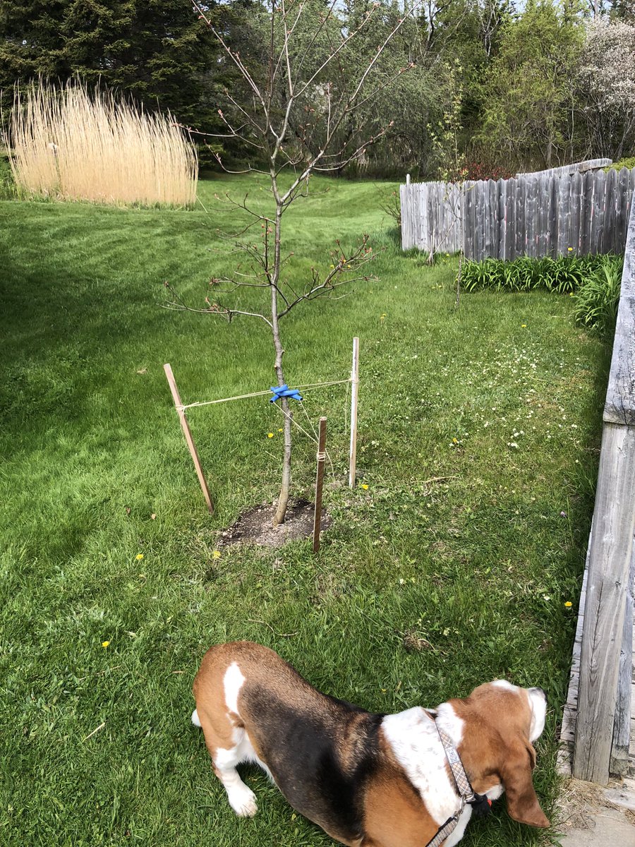 WilburBasset's tweet image. Yesterday I did snoopervise the transplanting of an oak tree from the edge of the woods to our front yard. Mama says we don’t has enough trees at the front of our property.