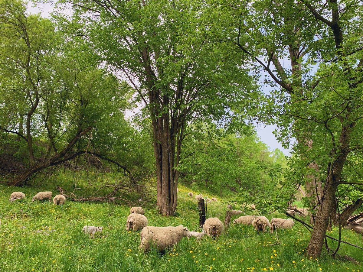 The rolling hills of Renton 😍🐑🐑🌳
#ontag #ontariosheep #norfolkcounty