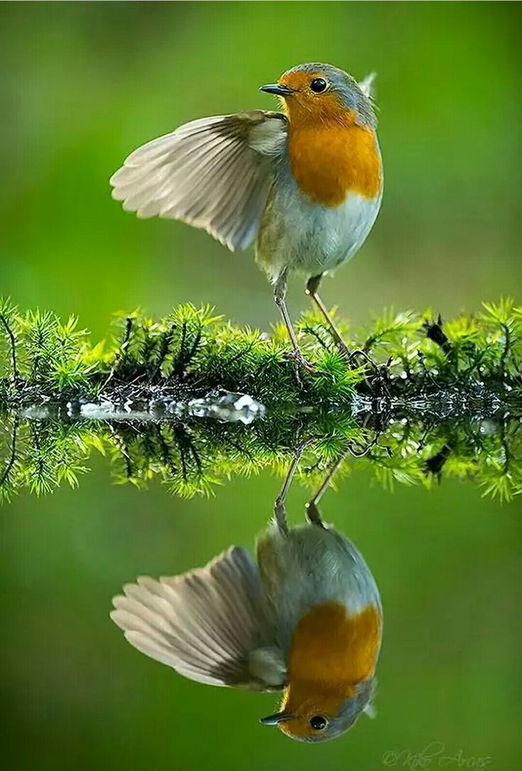 TLeoni311's tweet photo. Perfect shot 🐦 https://t.co/CEiKfeuDJG