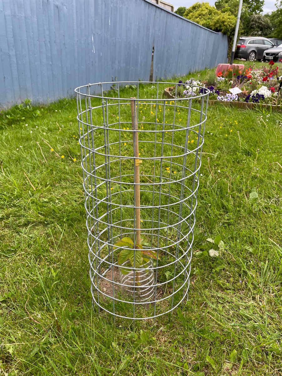 We planted 2 wild cherry trees as part of the Queen’s Green Canopy scheme, but they are so tiny we needed to make sure they were not damaged by people’s feet. 
Ta’daaa….