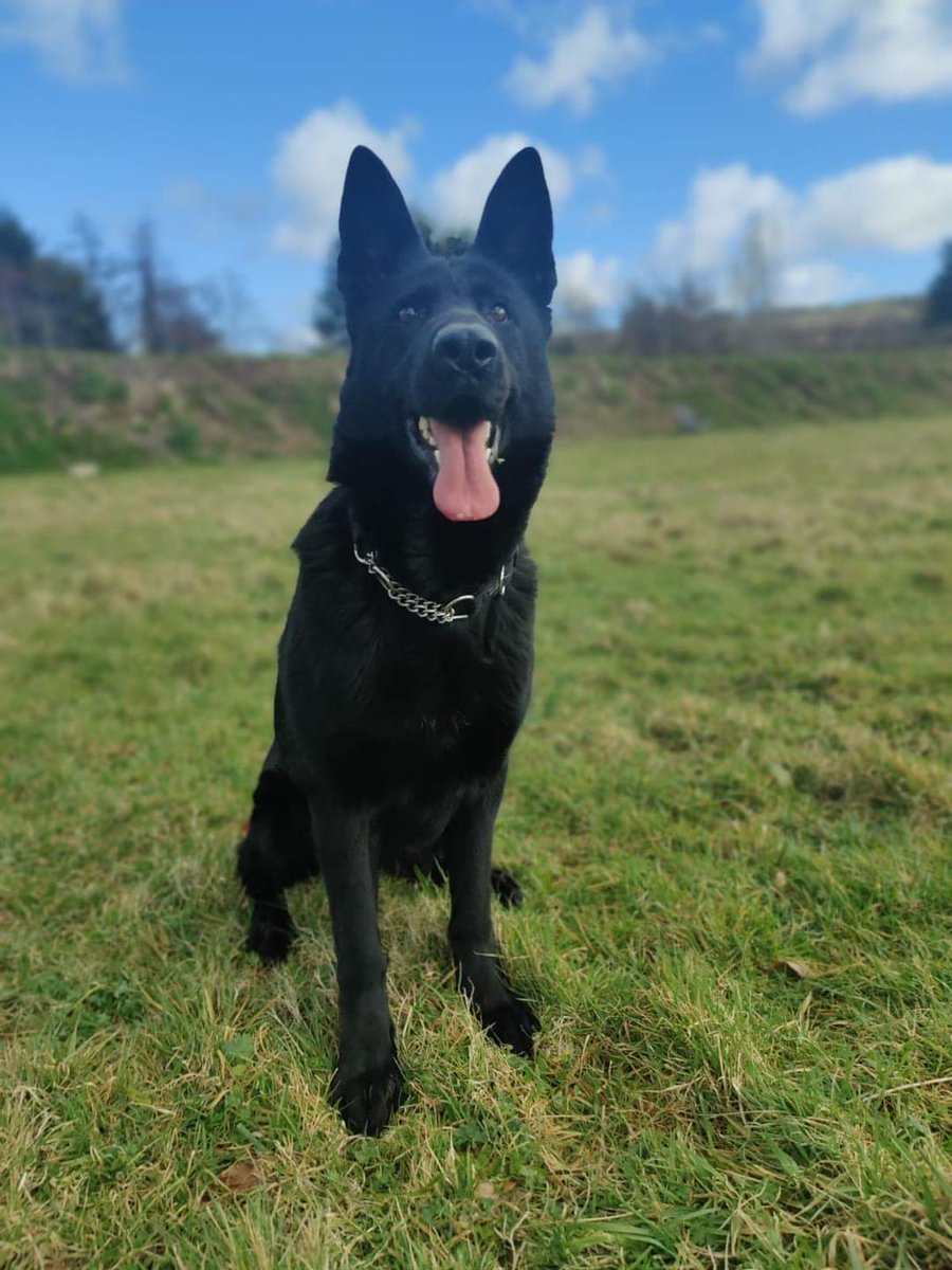 Stunning Akira is hoping to be adopted soon 🙏 She's simply beautful ❤ #dogsangelsireland #adoptdontshop #dogsoftwitter