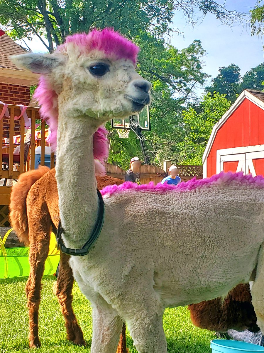 It's pool season!!! 😎 ☀️🏖💦