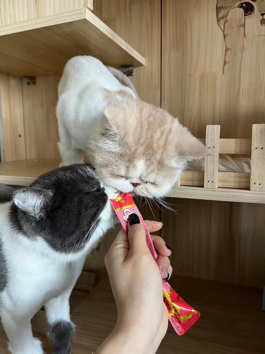 baylee_nft's tweet photo. 🐱☕️ https://t.co/Ca5D4SCs7L