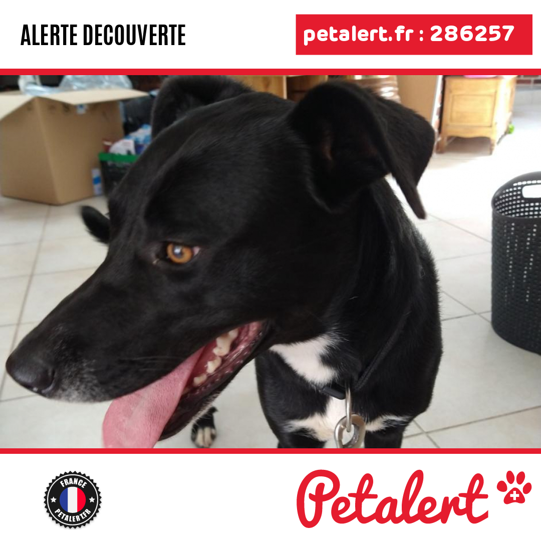 petalert_france's tweet photo. Trouvé #Chien #LoireAtlantique #Avessac #Petalert  #PetAlert44 / https://t.co/8B7mS7Wlt3 https://t.co/Vt4ll9tpvA
