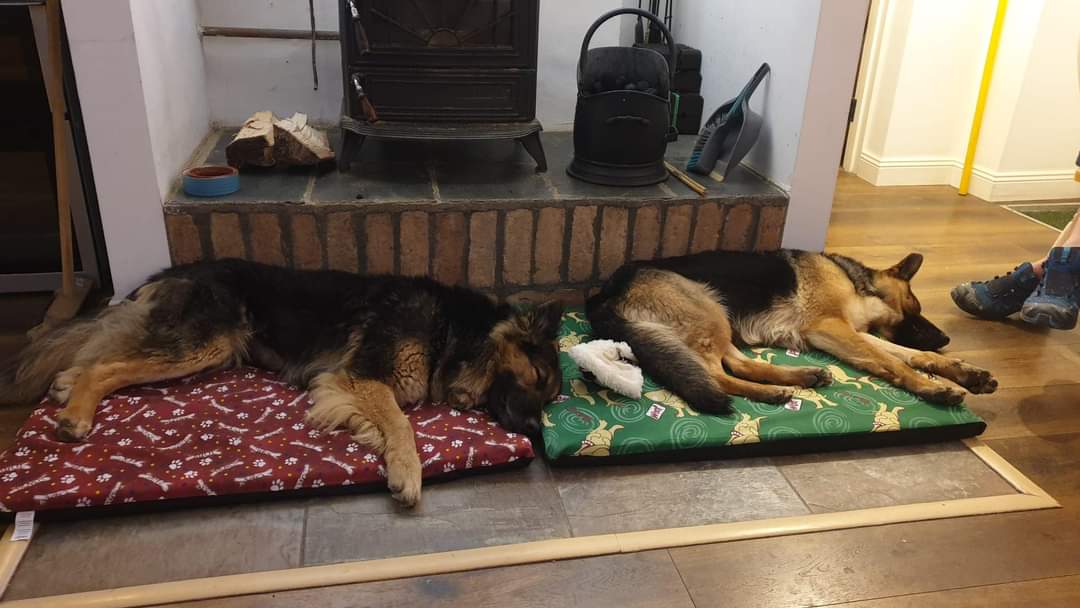 Lassie & Sandy are still trying to find a home where they can live together 🙏 Beautful young girls #gsd #dogsangelsireland #adoptdontshop #dogsoftwitter