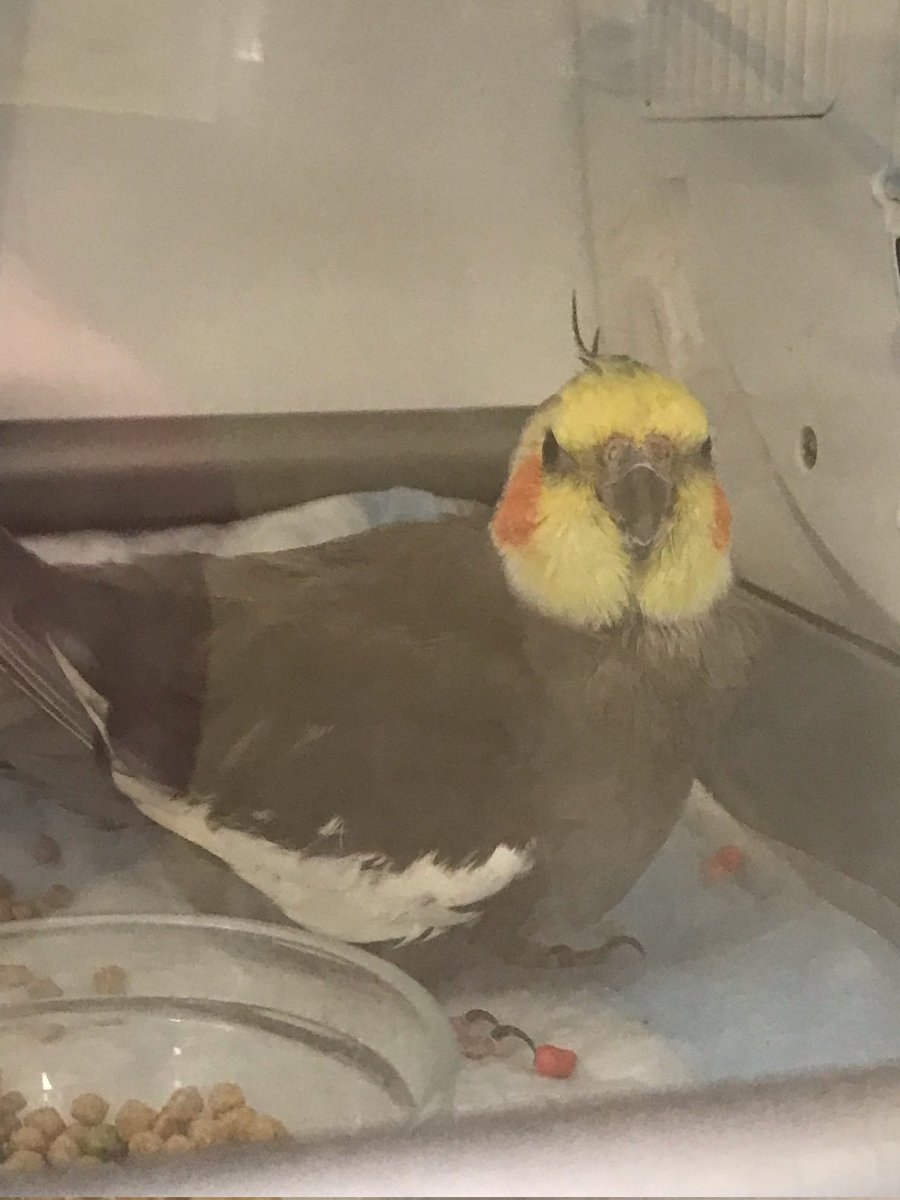RooRootiel's tweet photo. Hi y'all, this is Roo's mom. We've been inactive b/c Roo hasn't been feeling too well &amp; I had to take him the hospital Thursday morning. Its not looking too well, so I kindly ask that you all keep him in your thoughts pls. My Roo has been w/ me 17 yrs &amp; I'd love to be w/ him more https://t.co/EGqwAt2Koe