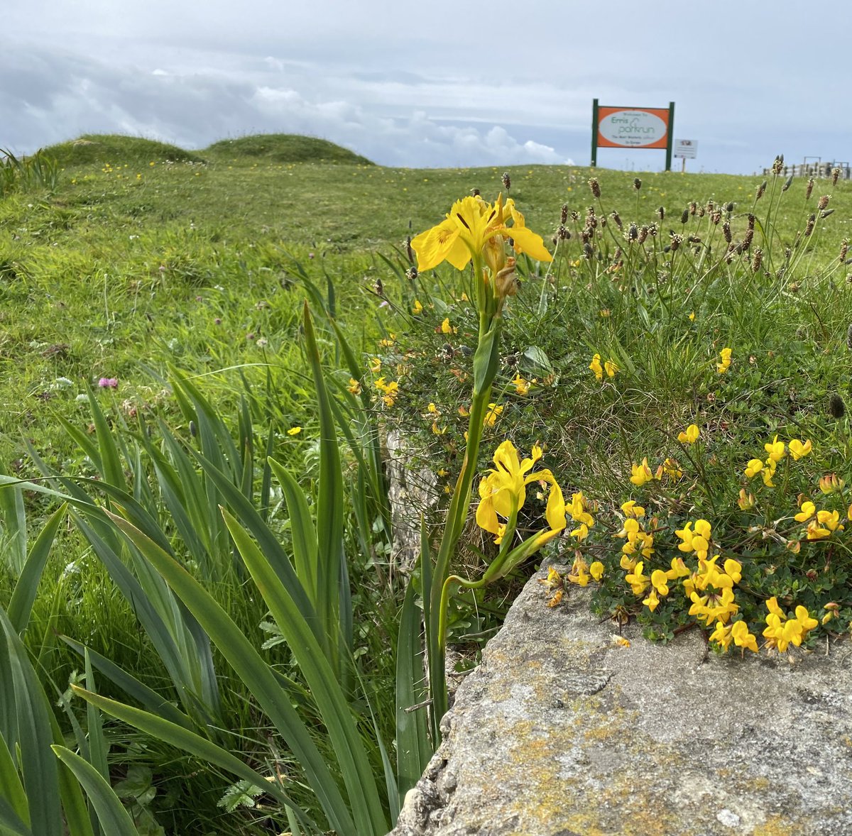 MargaretTallott's tweet photo. celebrating the wonderful biodiversity of @errisparkrun this morning #BiodiversityWeek2022 @GYB_Project @TidyBelmullet @CorncrakeLife @LIFEonMachair https://t.co/6P0QJZSRQR