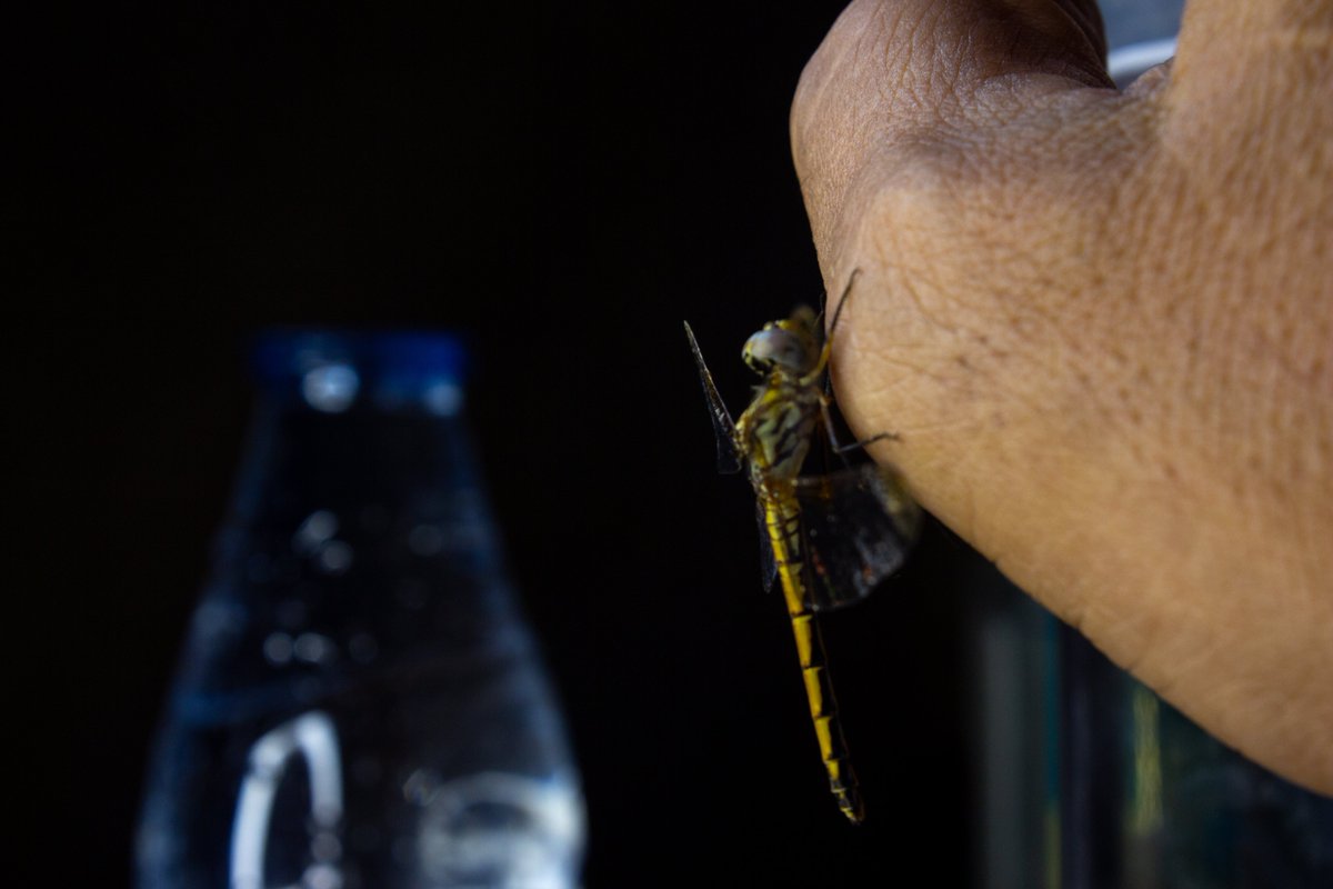 wal33do's tweet photo. I found this dragon fly at my door looking for shade from the sun, I took it home for water and maybe a photo shoot.
The results in the next tweet.
If you like it, give it a retweet please.
#closup #photography #artist #PHOTOS #photooftheday #NaturePhotography https://t.co/M7HHlgC5hg