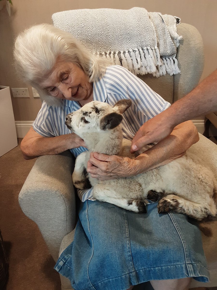 QuantumCareLtd's tweet photo. Lambo the Lamb and her handler Des from Performing Pets have been on tour from Watford to Biggleswade and the residents from Courtland Lodge and Mantles Court are very grateful as they loved giving her cuddles! 🐑 💙
#QuantumCare #PerformingPets #LamboTheLamb https://t.co/JULdHYzbNQ