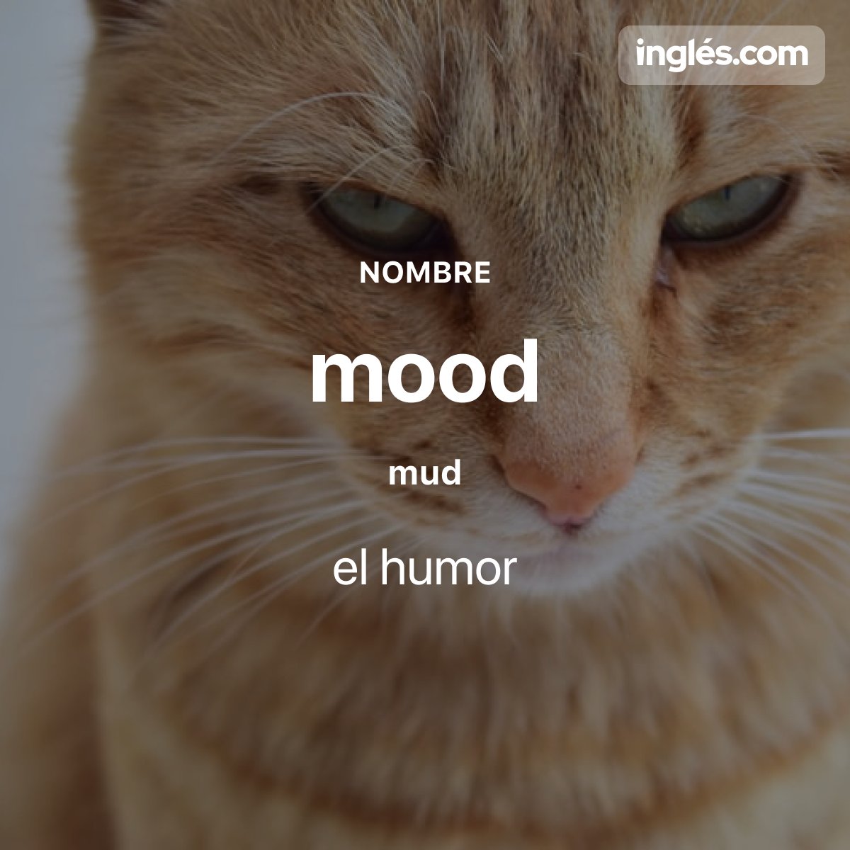 on Twitter "La PalabraDelDía de hoy es "mood". 😸😾🙀 Por ejemplo I'm in a bad mood