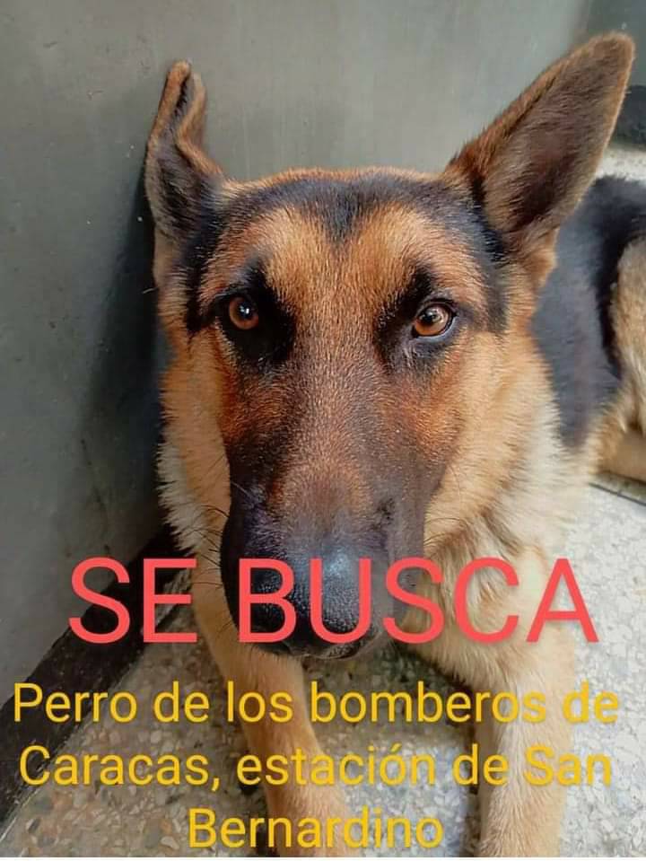 PerroUsuario's tweet photo. #Difundimos "Se llama Omega y es un cachorro de 8 meses,  tiene una cadena en el cuello. No ha aparecido" 🙏🏼🥹 https://t.co/TEnrneeLMM