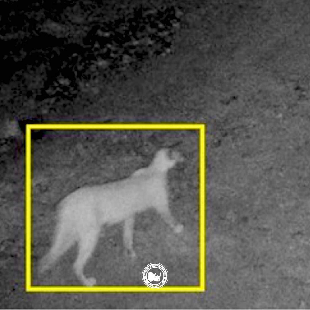 WildlifeProSo's tweet photo. #wpsWatch Name that species time!  Hint.....they have large, pointy ears, tipped with black and tufted....a trademark of the species. https://t.co/JBV5RlHoXA