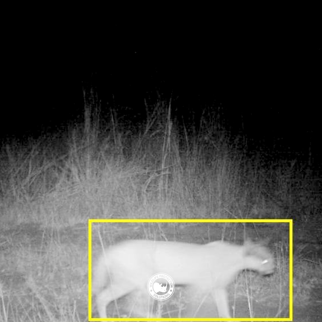 WildlifeProSo's tweet photo. #wpsWatch Name that species time!  Hint.....they have large, pointy ears, tipped with black and tufted....a trademark of the species. https://t.co/JBV5RlHoXA